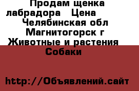 Продам щенка лабрадора › Цена ­ 8 000 - Челябинская обл., Магнитогорск г. Животные и растения » Собаки   